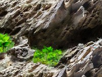 Rocce d’acquario ABA