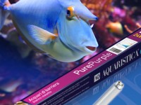 Aquaristica HiLite