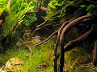 Legni d’acquario ABA