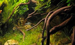 Legni d’acquario ABA