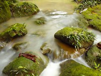 L’acqua tropicale