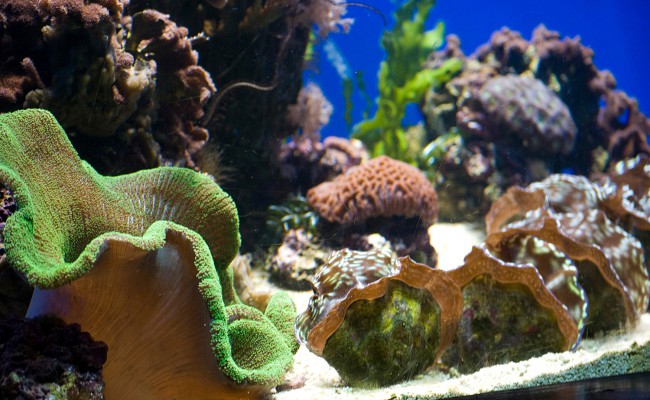 Aquarium with fish and corals