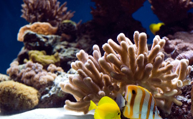 Aquarium with fish and corals