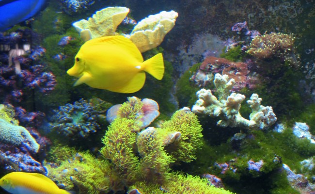 Tropical exotic fishes underwater on the bottom
