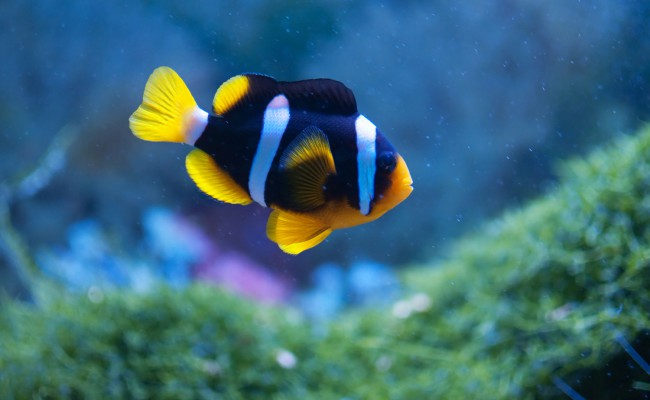 Small anemonefish