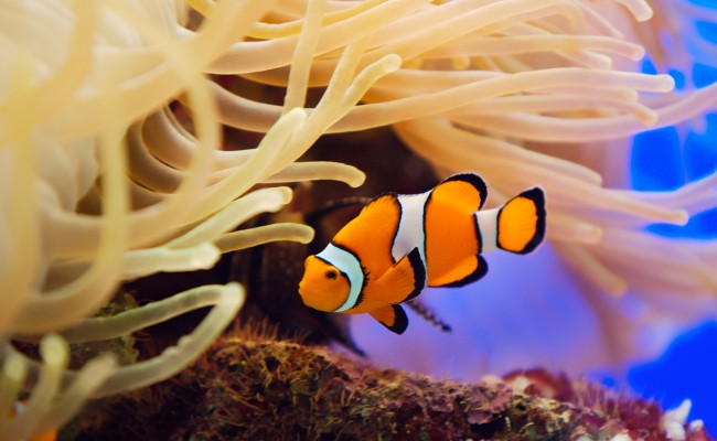 Fish and anemone