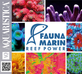 Novità Fauna Marin