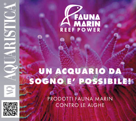 FAUNA MARIN REEF